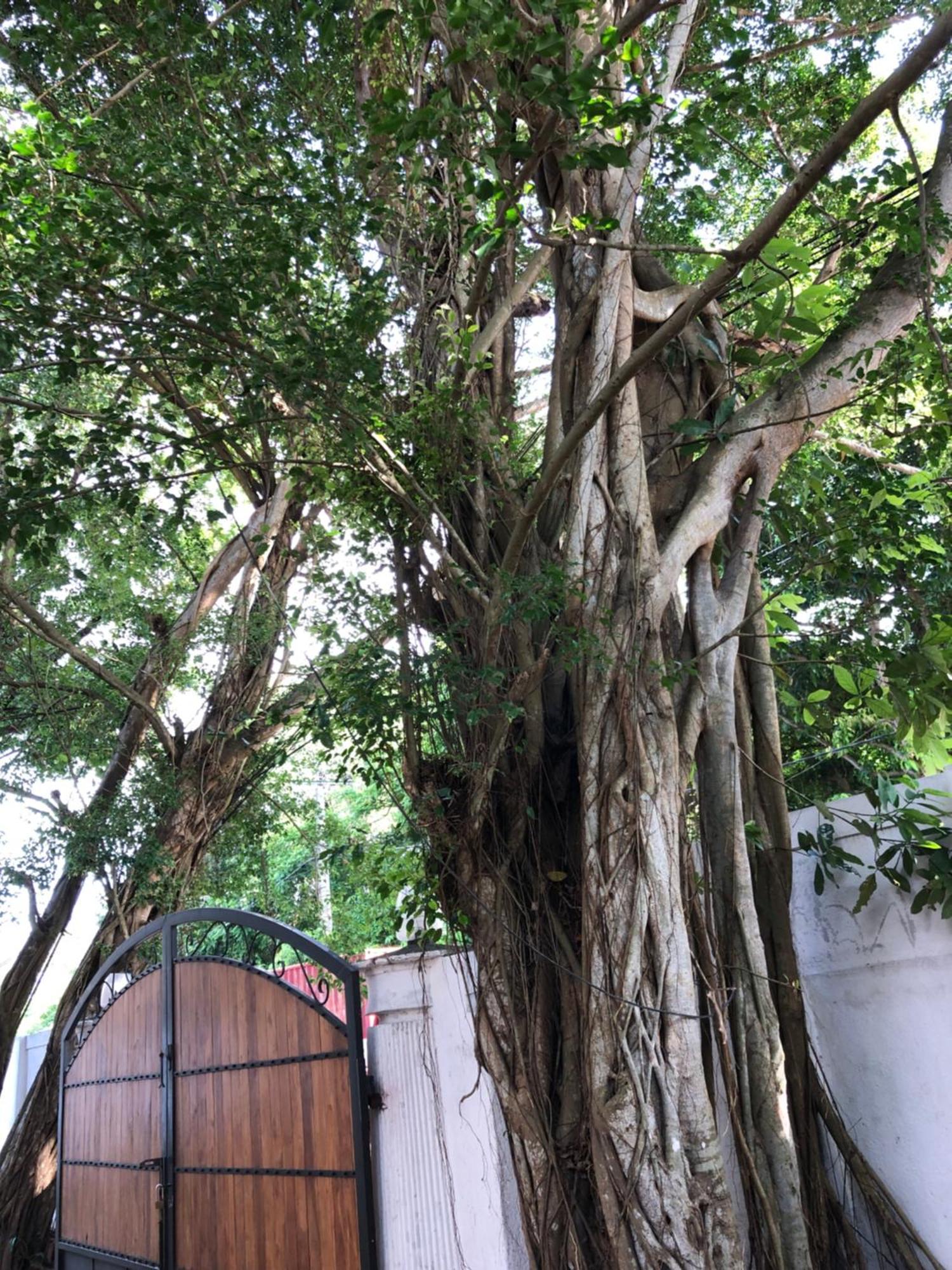 Murphy'S Villa Katunayaka Bagian luar foto